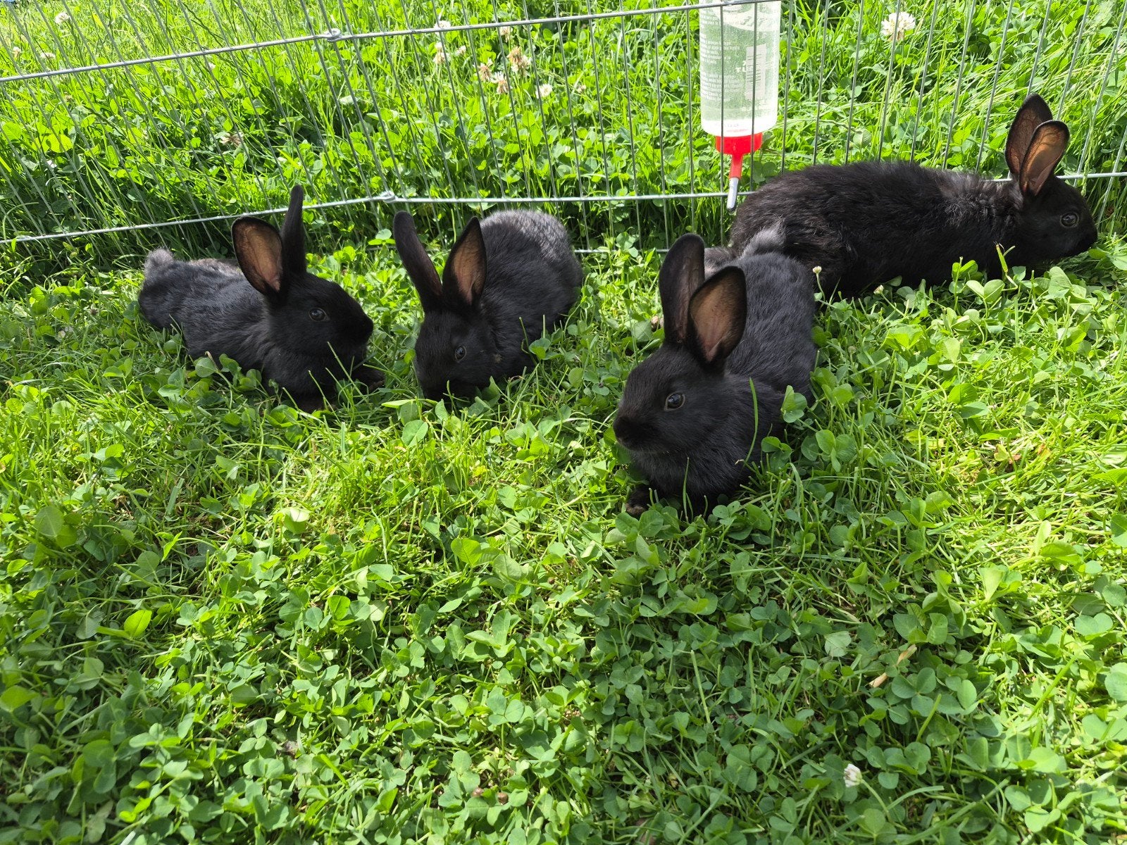 Jeune lapin 3mois, Dieren en Toebehoren, Pluimvee