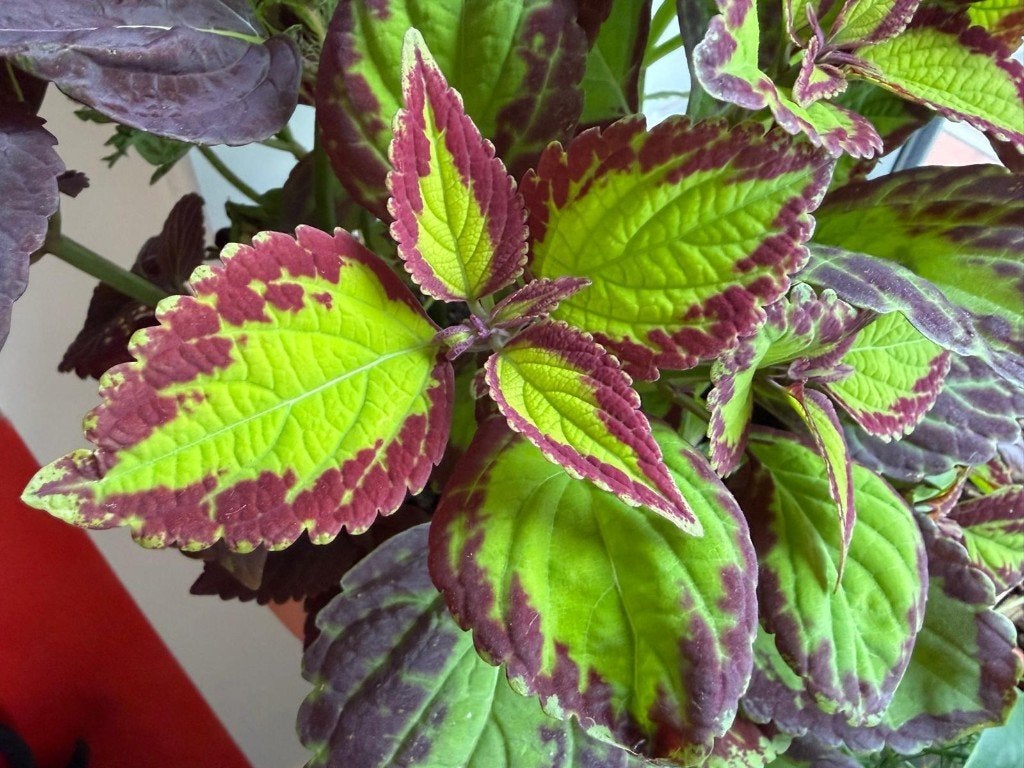 Coleus/vieux garçon, Autres espèces, En pot, Plein soleil, Plante à fleurs