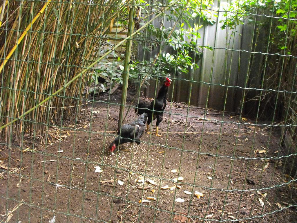 coq shamo noir avec 3 poules, Plusieurs animaux, Poule ou poulet