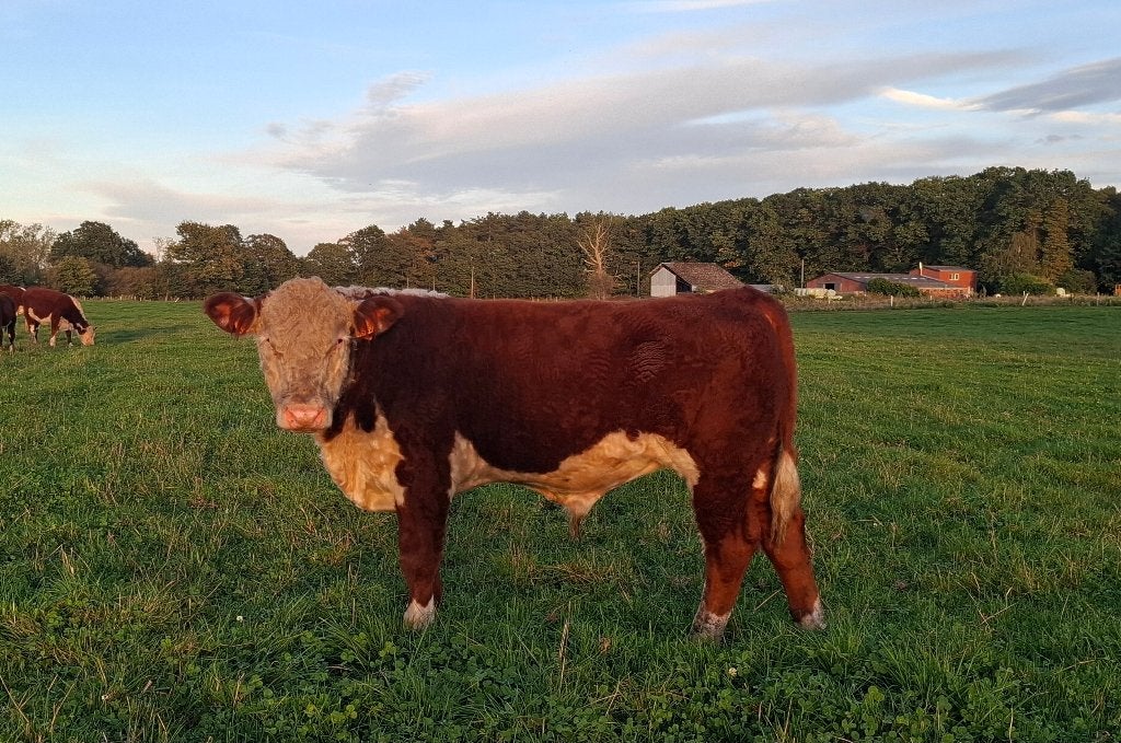 Hereford stier, Mâle, 0 à 2 ans