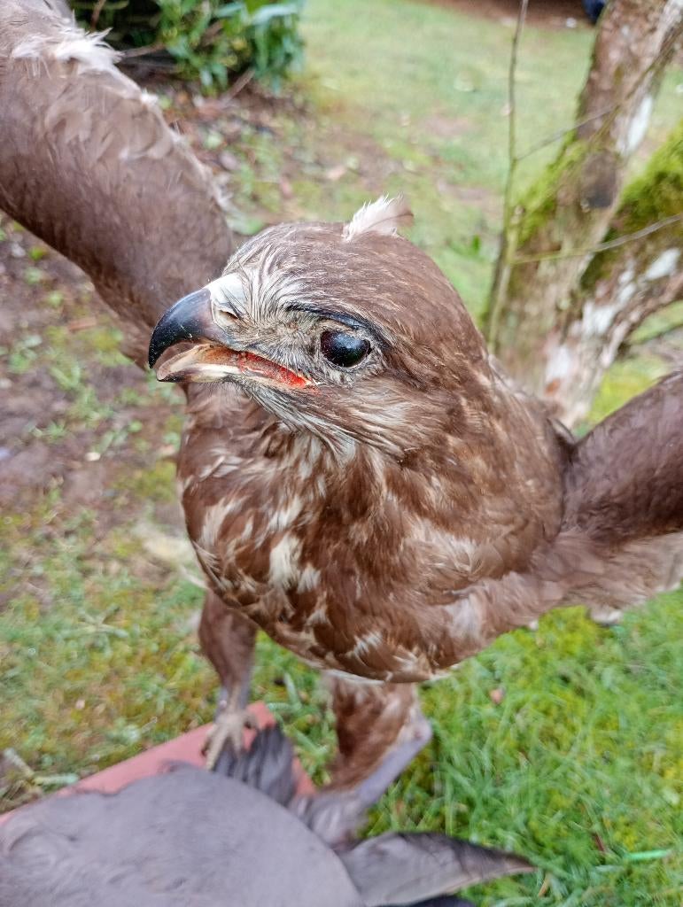 Taxidermie Buizerd Meerkoet, Verzamelen, Dierenverzamelingen, Ophalen, Gebruikt, Vogel, Opgezet dier