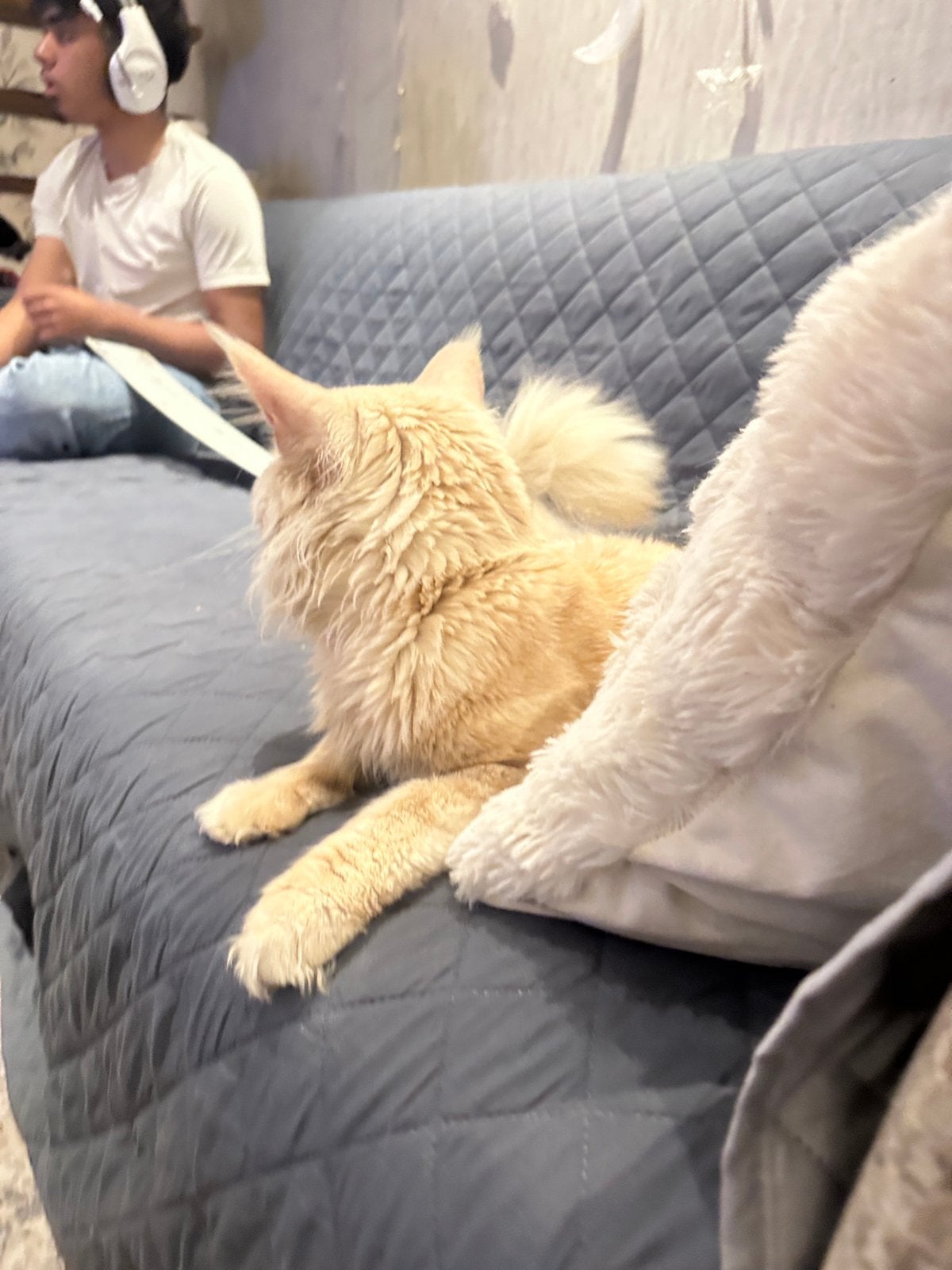 Chat Maine coon, Chatte ou Chat, Avec pedigree, 3 à 5 ans