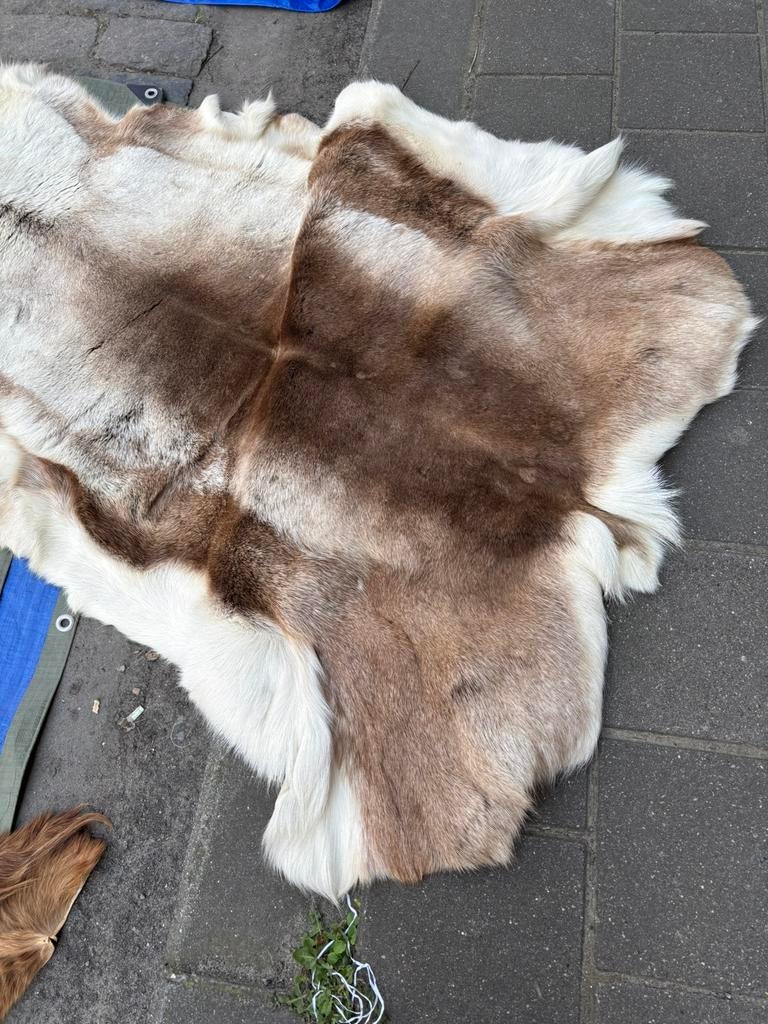 Rendier huid xl, Enlèvement, Utilisé