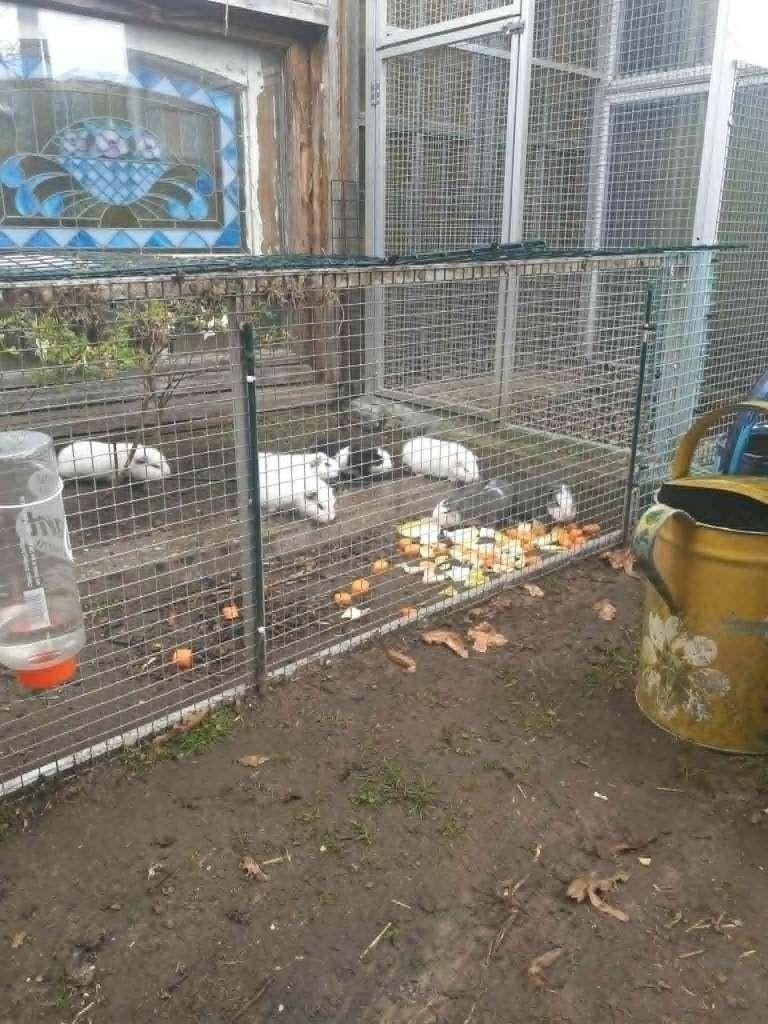 Cuy cavia's., April, Cavia