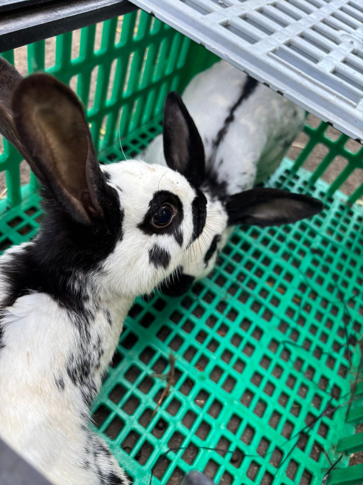 Lapin de Madagascar
