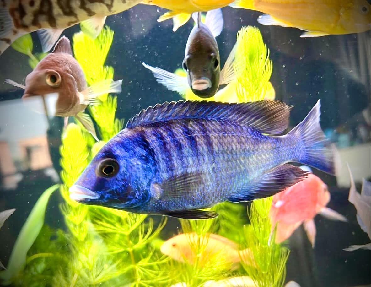 Placidochromis phenochilus Mdoka White Lips, Dieren en Toebehoren