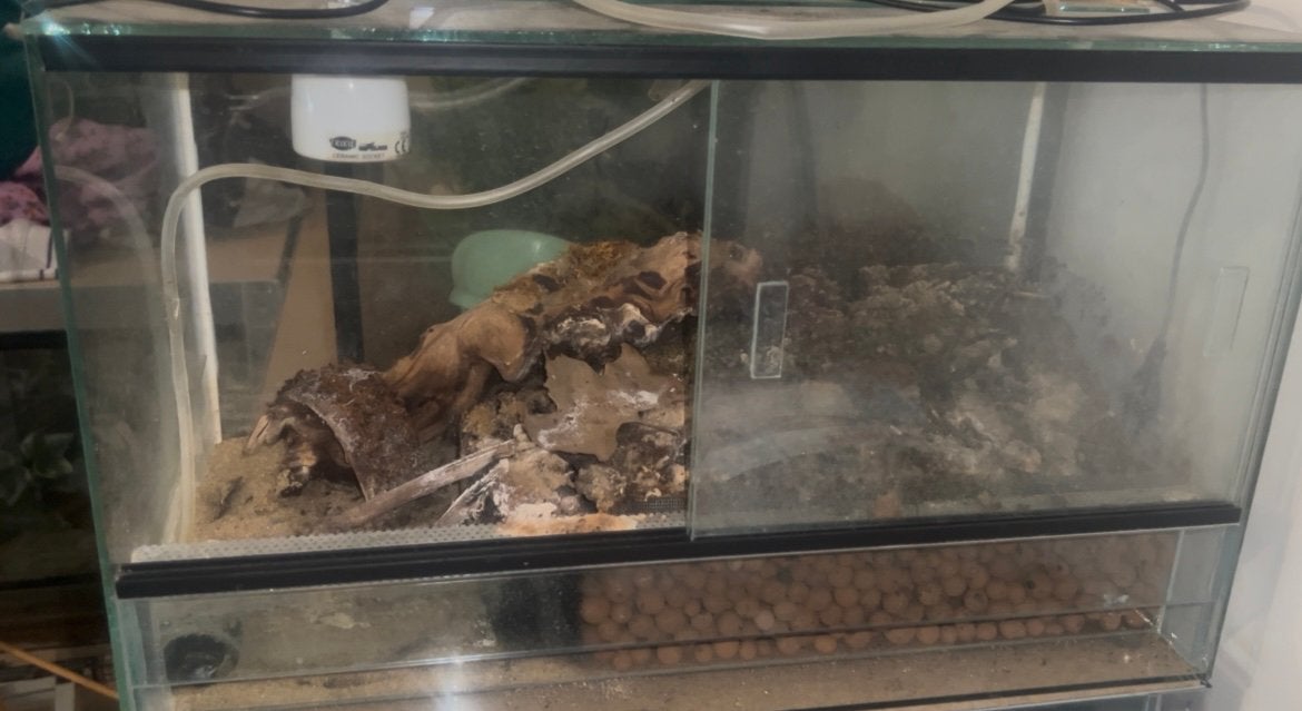 Kleine terrarium, Dieren en Toebehoren, Reptielen en Amfibieën | Toebehoren, Ophalen, Gebruikt