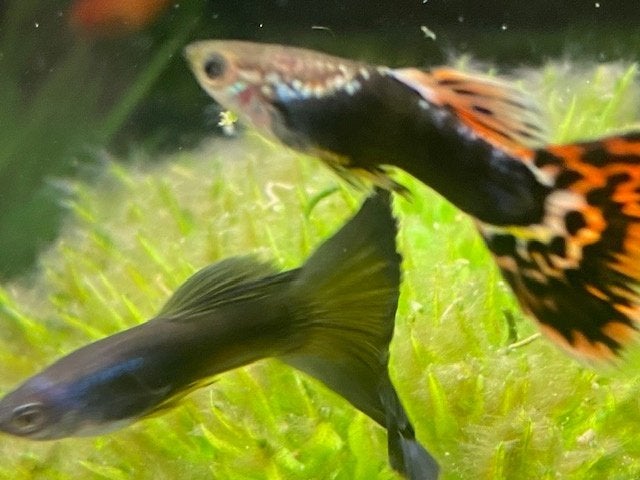 ik zoek guppys, Dieren en Toebehoren, Vis, Zoetwatervis, Schoolvis