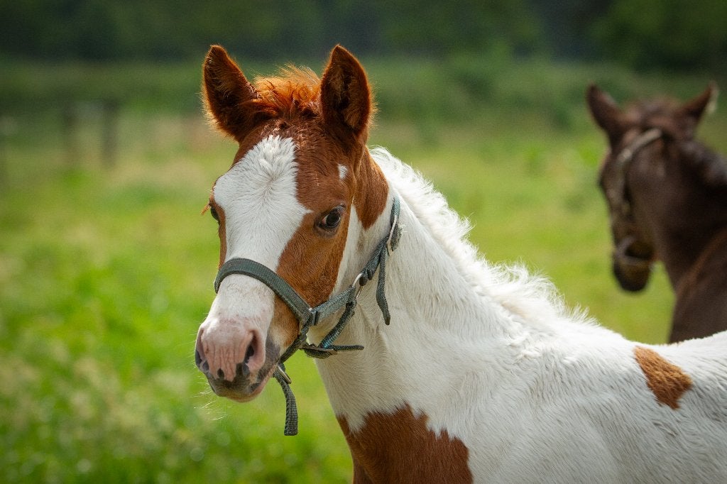 Knappe paint horse veulens, Dieren en Toebehoren, Paarden, Minder dan 160 cm, Met stamboom, Niet van toepassing, 0 tot 2 jaar