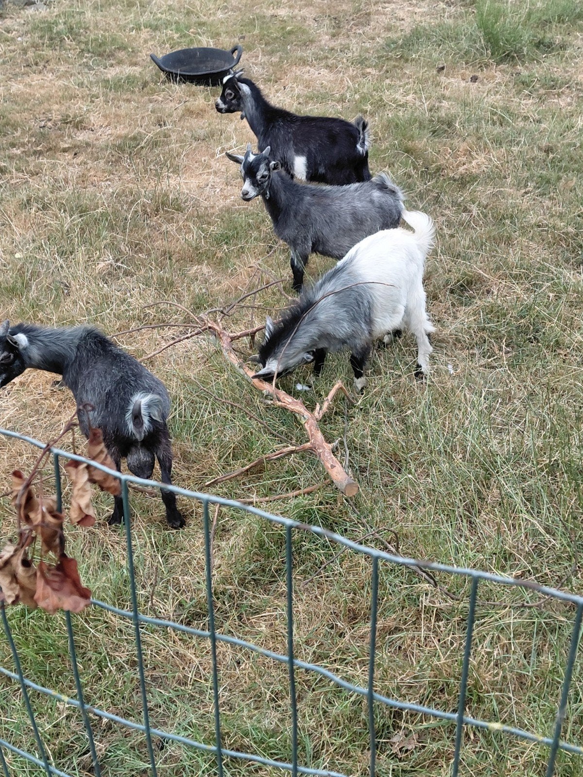 dwerggeitjes, Dieren en Toebehoren