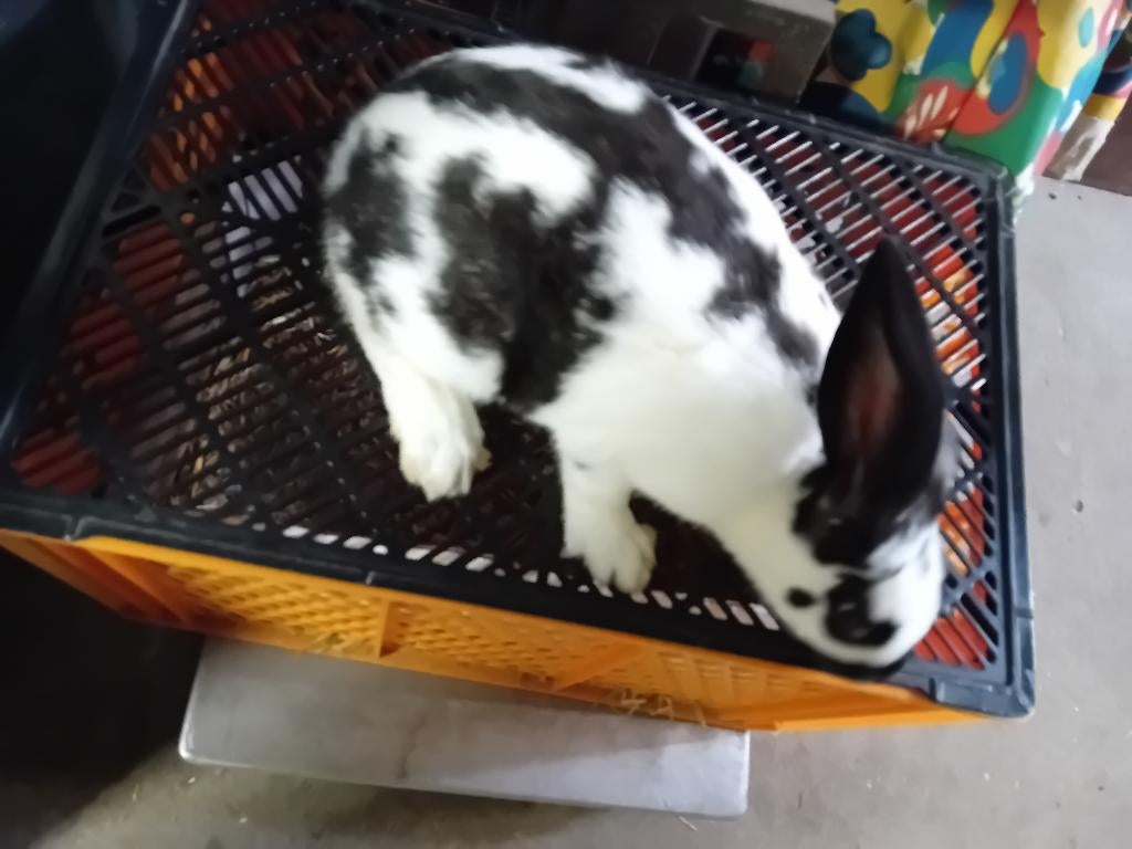 JEUNES LAPINS PAPILLONS, BÉLIERS, Femelle/LAPINS À VIANDE, Plusieurs animaux, Taille moyenne