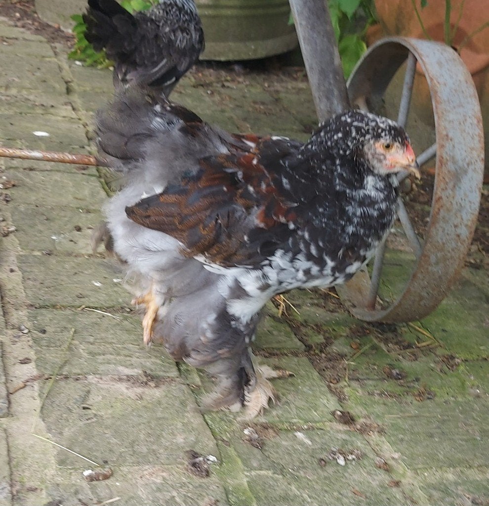 Brahma haan zwart wit gepareld, Mannelijk, Kip