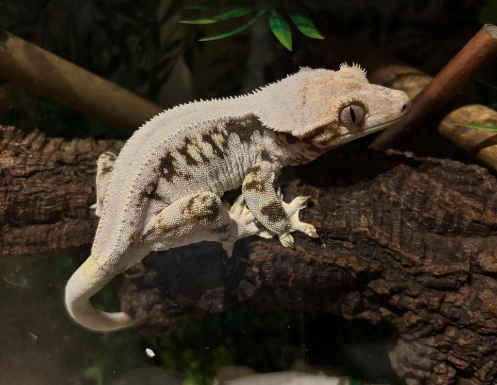 PET ONLY Lilly White wimpergekko vrouw, Animaux & Accessoires, Reptiles & Amphibiens, Lézard, Domestique, 3 à 6 ans
