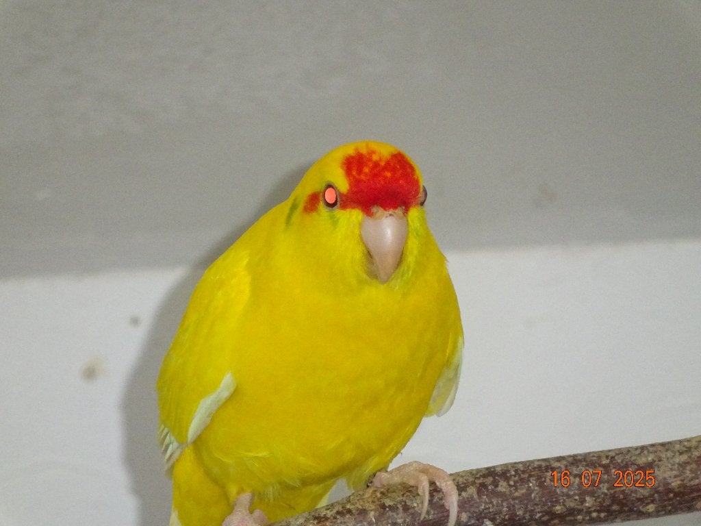 Kakarikies, Meerdere dieren, Parkiet, Geringd