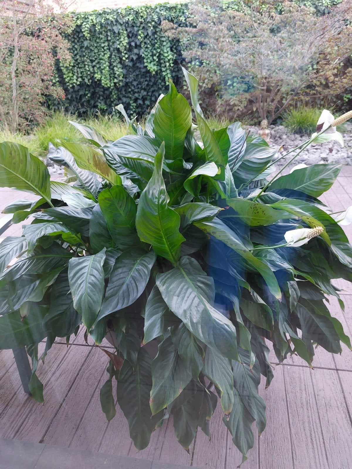Lepelplant, Enlèvement, Plante fixe