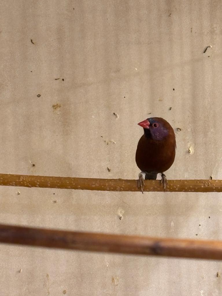 Garanaatastrilde man, Dieren en Toebehoren, Vogels | Overige Vogels, Geringd
