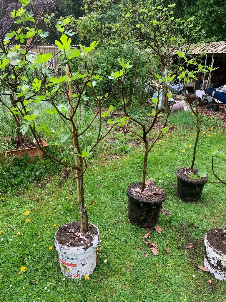 vijgenbomen Ficus Carica Brown Turkey, Enlèvement, En pot