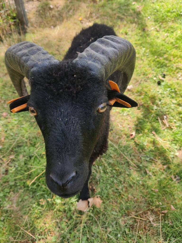 ouessant ram, Dieren en Toebehoren, Schapen, Geiten en Varkens, Mannelijk, Schaap, 0 tot 2 jaar