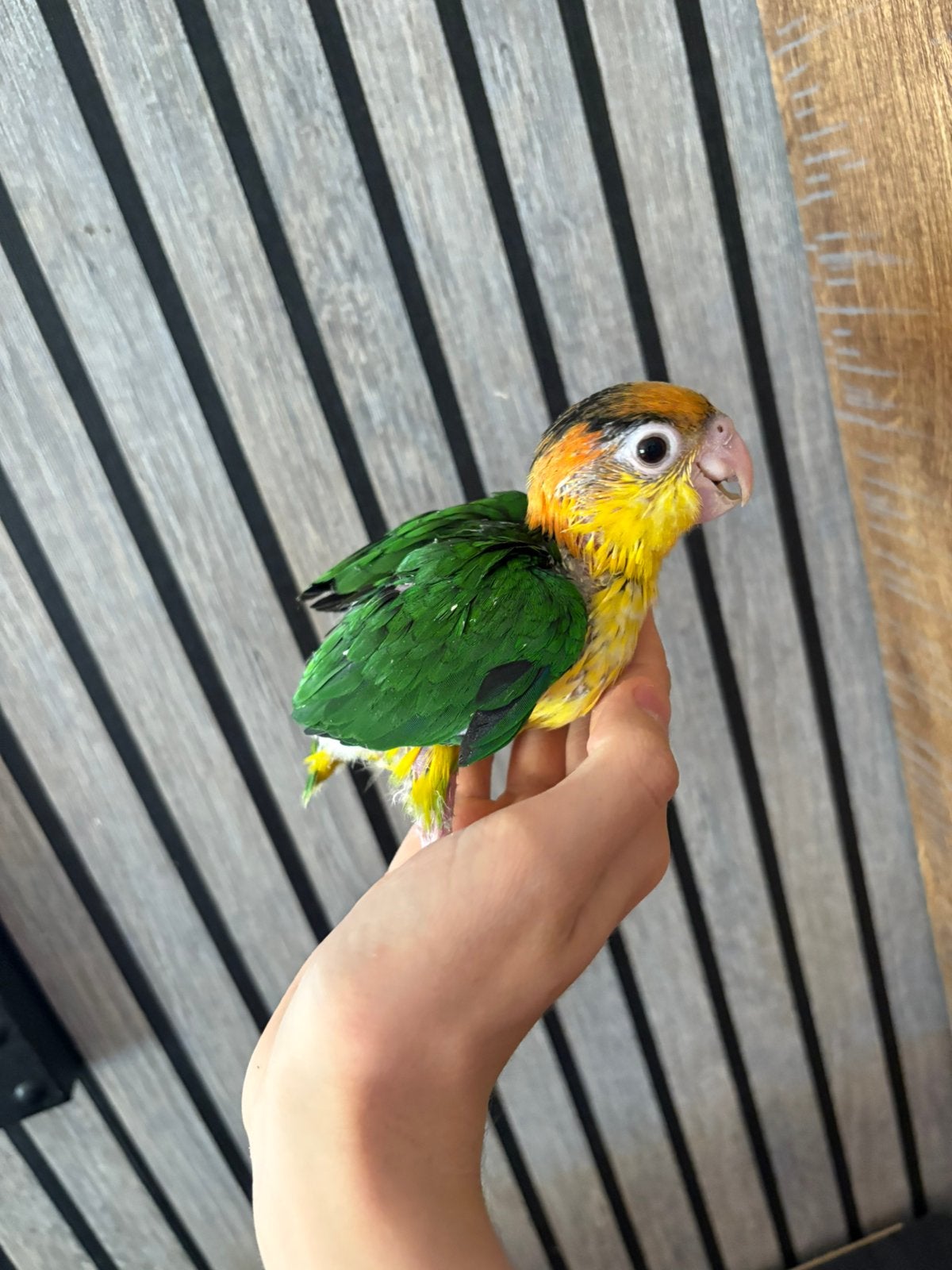 caique a tete orange EAM, Sexe inconnu, Perroquet, Parleur