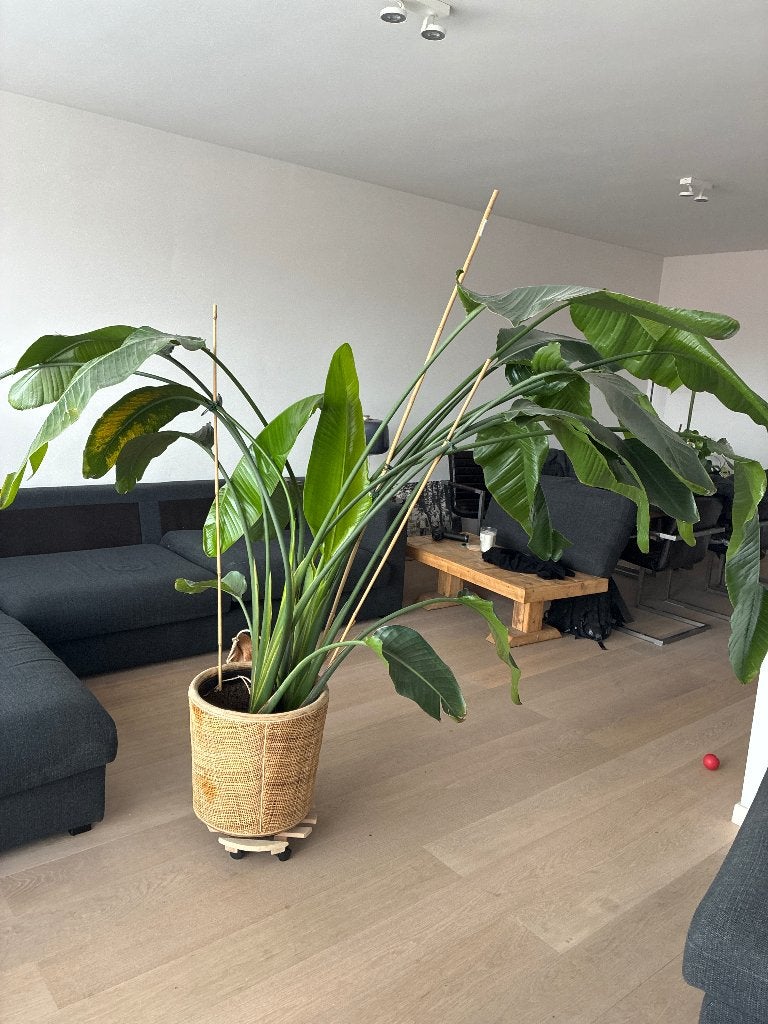 Strelizia, Huis en Inrichting, Kamerplanten, Ophalen, 200 cm of meer, Overige soorten, In pot