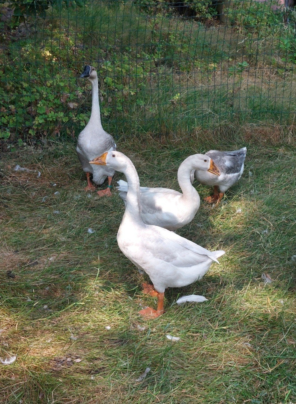 Chinese knobbelgans wildkleur split wit, Dieren en Toebehoren