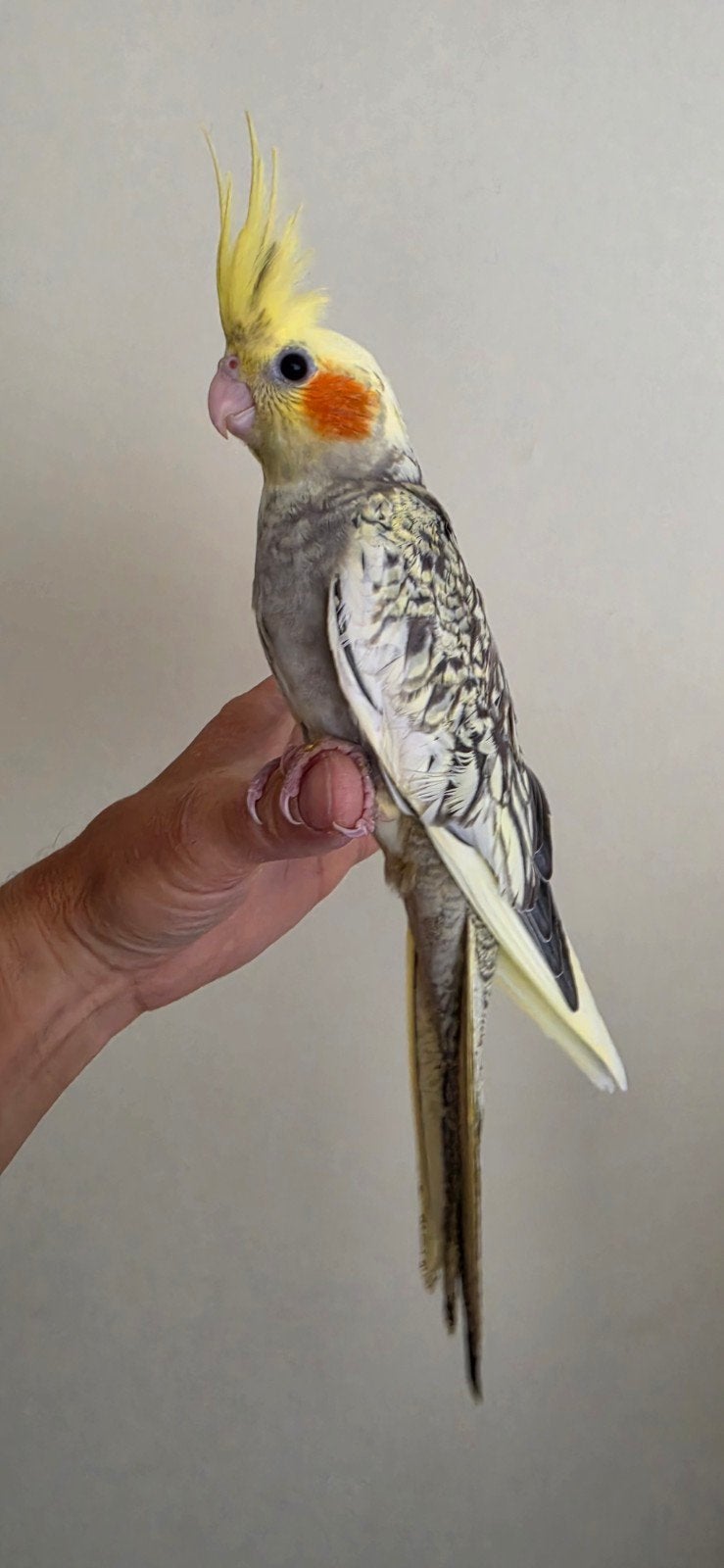 Valkparkiet Handtam ( man ) Met DNA Certificaat, Animaux & Accessoires, Oiseaux | Perruches & Perroquets