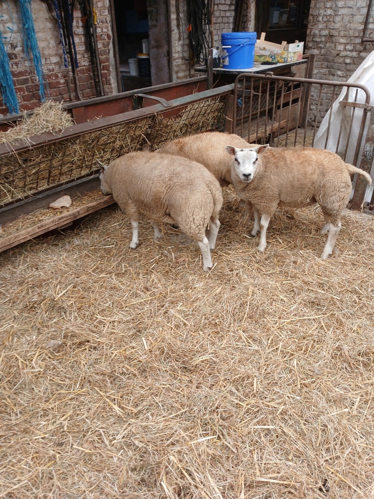 schapen, Mannelijk, 0 tot 2 jaar