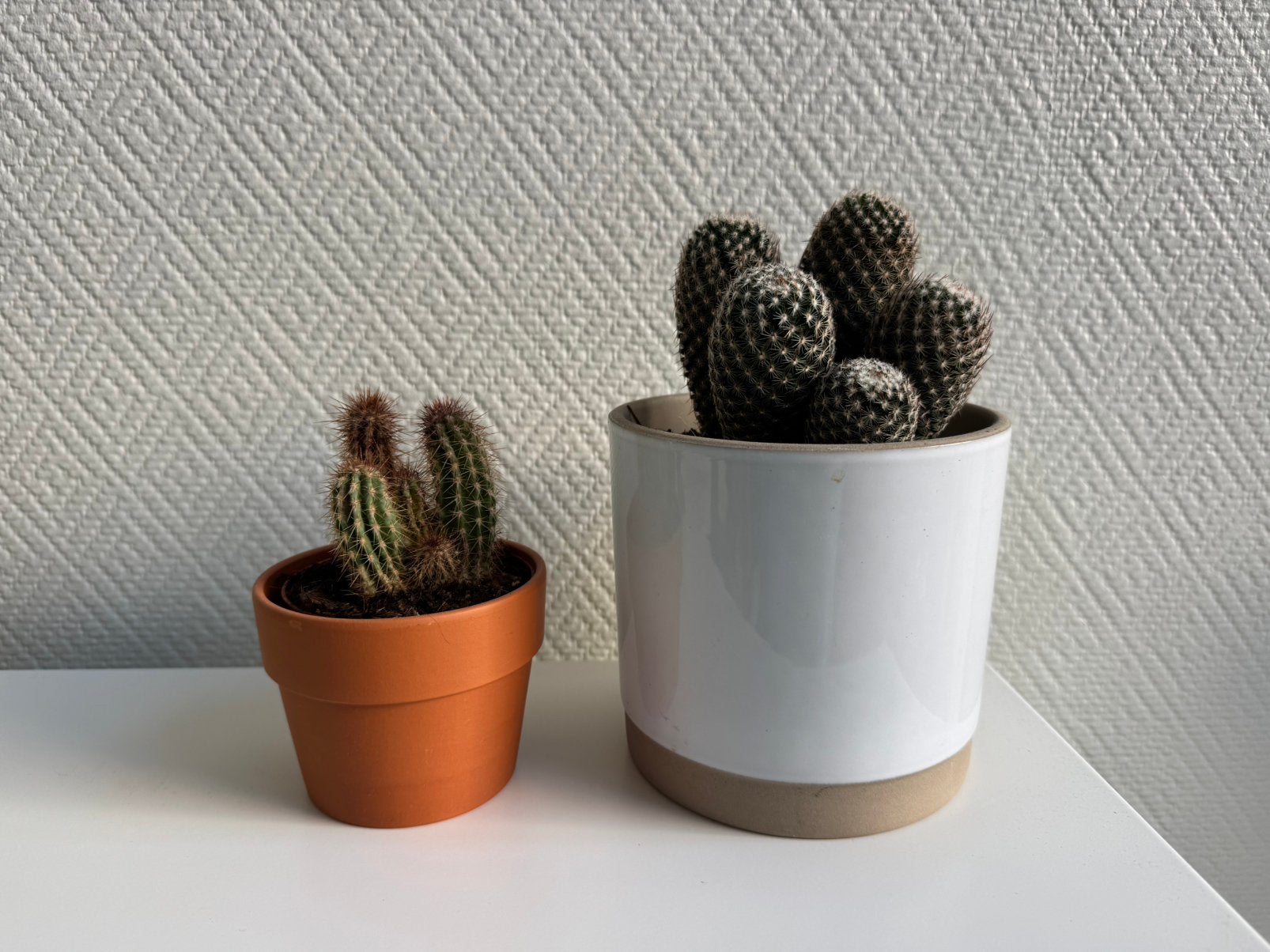 Lot de 2 cactus, Maison & Meubles, Enlèvement, Cactus