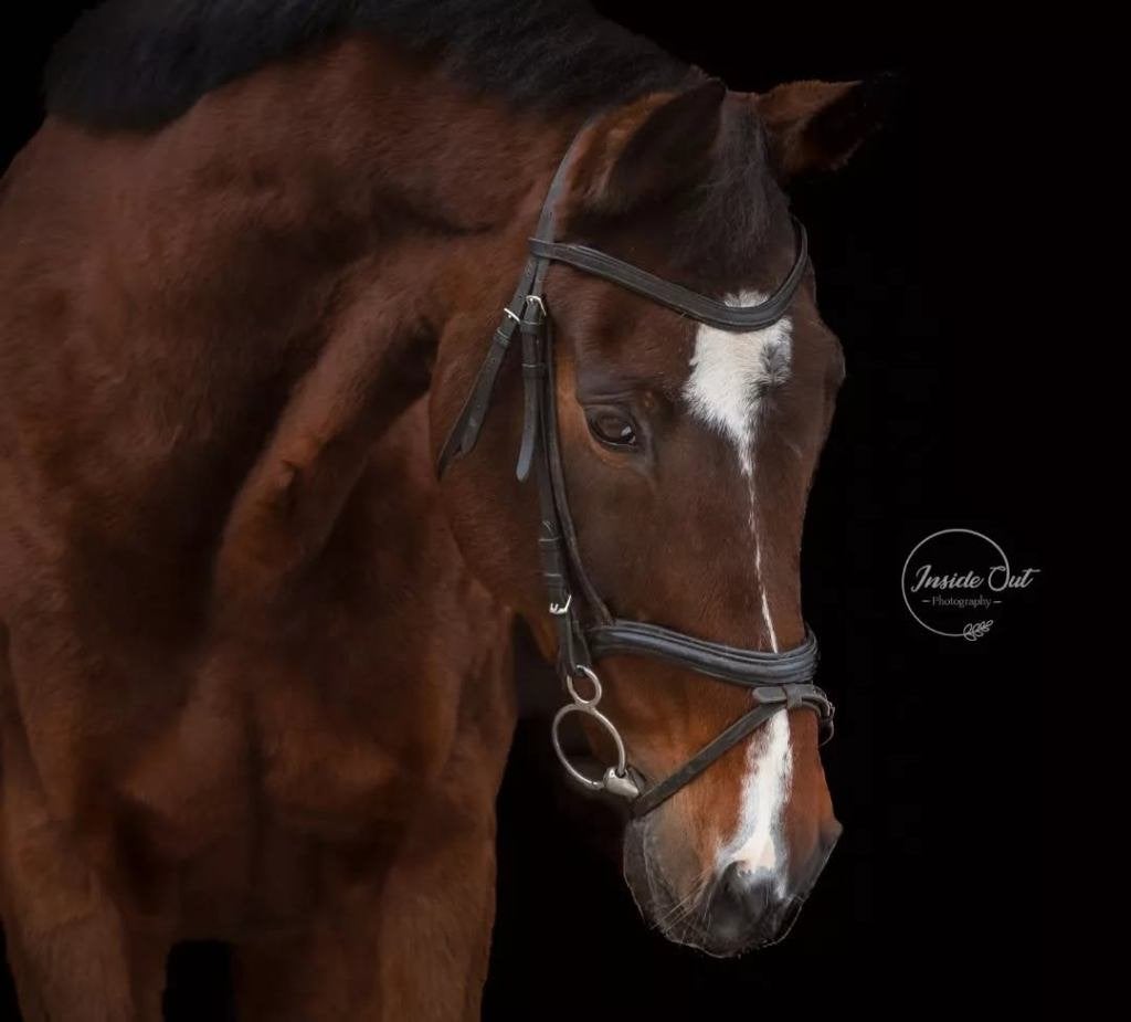 paard gezocht, Ruin, Zadelmak, 11 jaar of ouder, Recreatiepaard