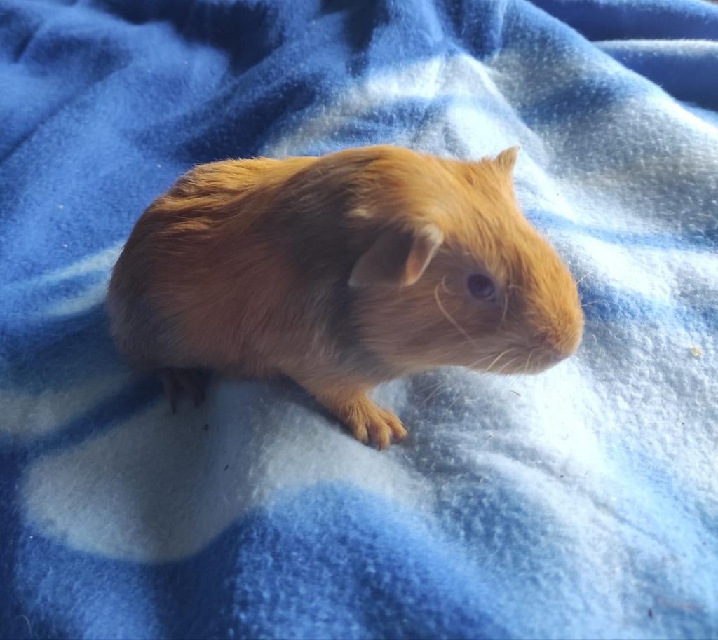Jong cavia beertje 12 weken oud lees beschrijving, Dieren en Toebehoren, Februari, Mannelijk, Cavia