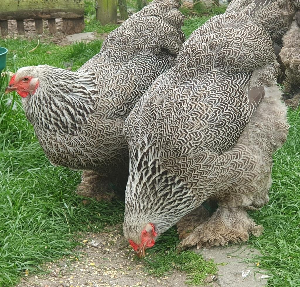 Brahma zilverpatrijs, Vrouwelijk, Kip
