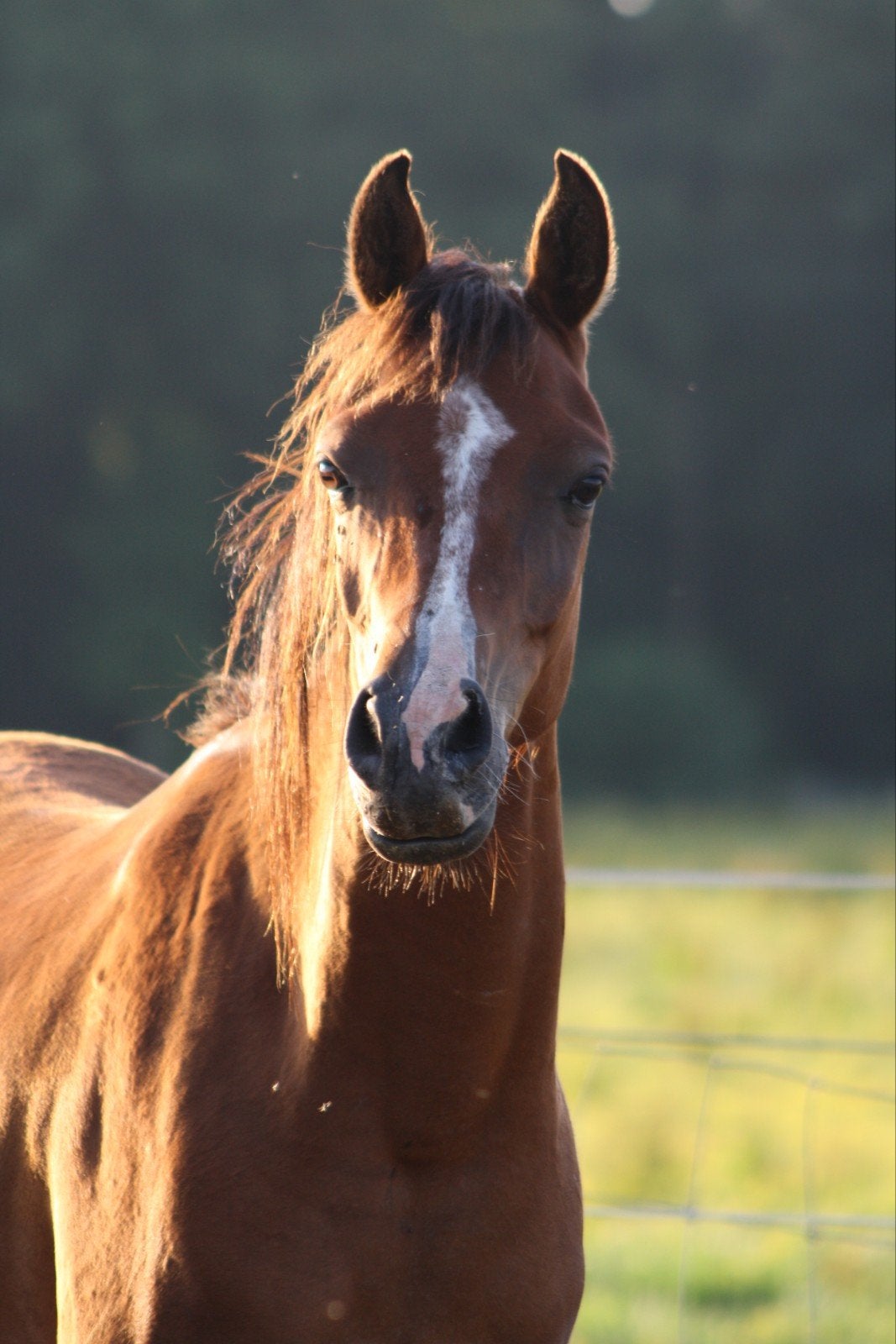 Lieve 4,5-jarige Arabier ruin, Dieren en Toebehoren