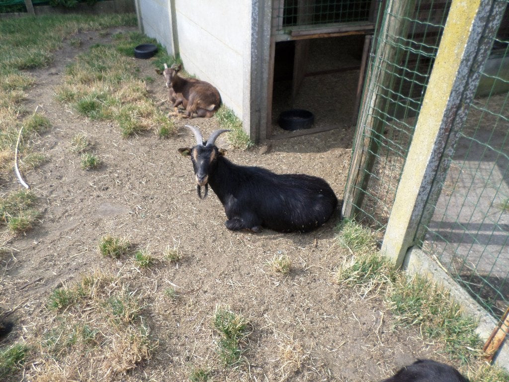 dwerggeit, Dieren en Toebehoren