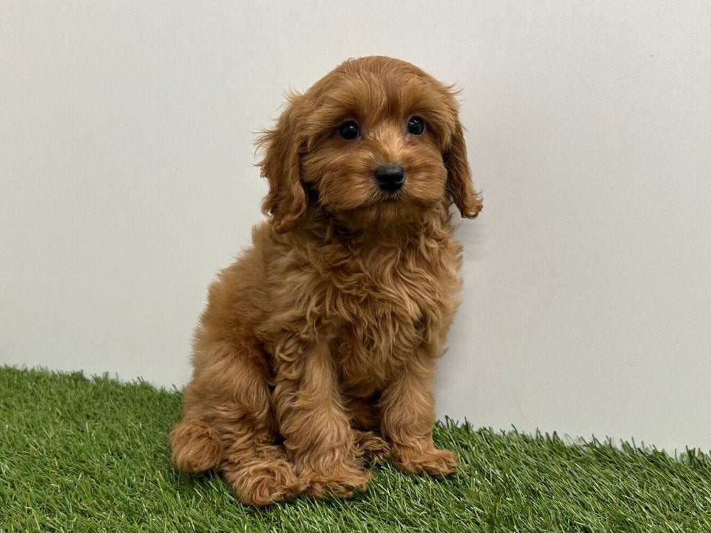Cavapoo pups, België, 8 tot 15 weken, Parvo, Meerdere