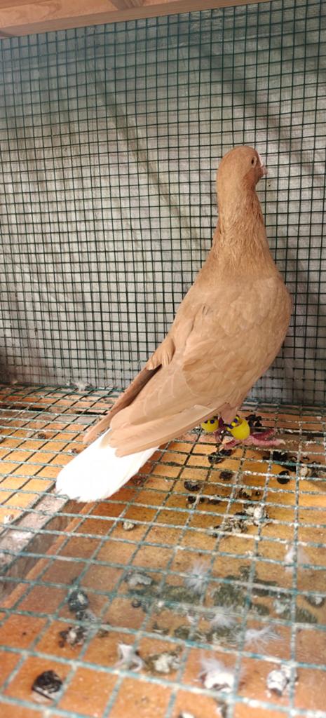 Syrische duif, Dieren en Toebehoren, Vogels | Duiven