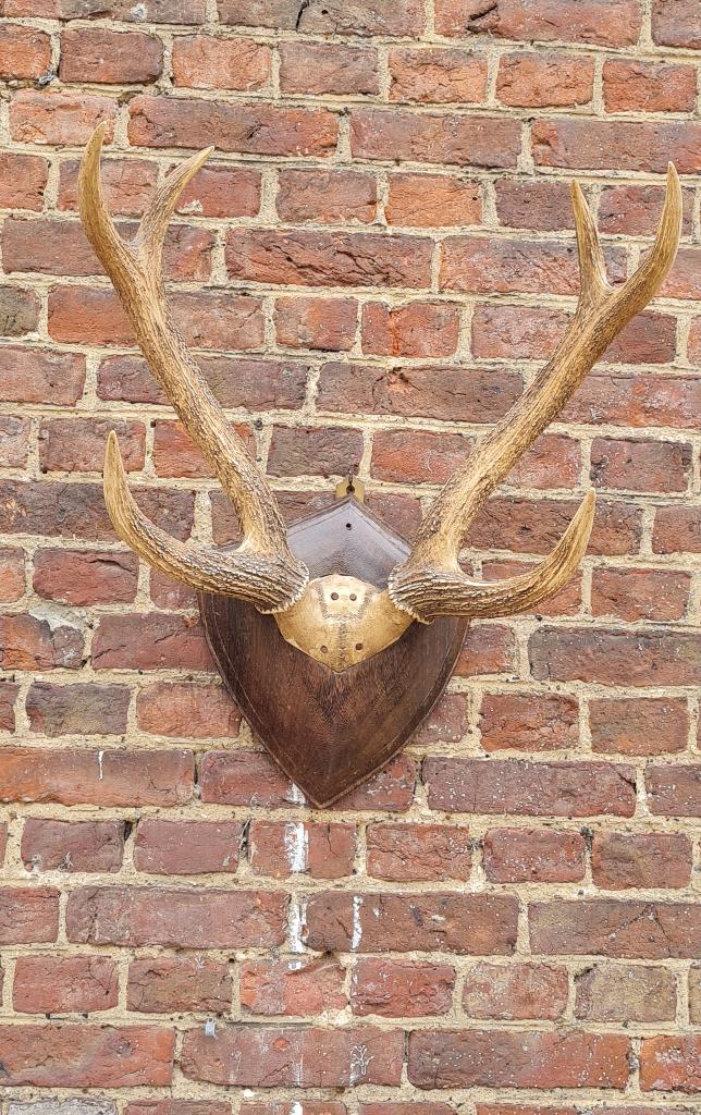 Bois de cerf écossais sur un bouclier épais - Royaume-Uni, Collections, Enlèvement, Utilisé, Cerf, Bois ou Tête