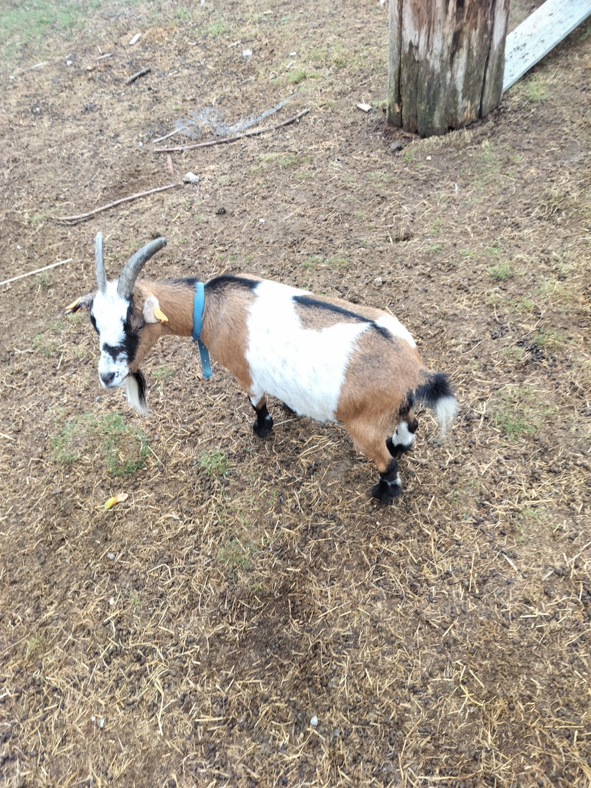 dwerggeitje, Dieren en Toebehoren