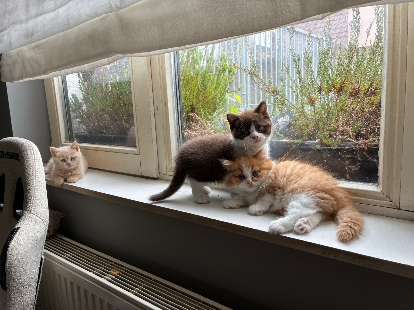 Brits langhaar katertje red bicolor, Dieren en Toebehoren, Katten en Kittens | Raskatten | Langhaar, Kater, Met stamboom, 0 tot 2 jaar