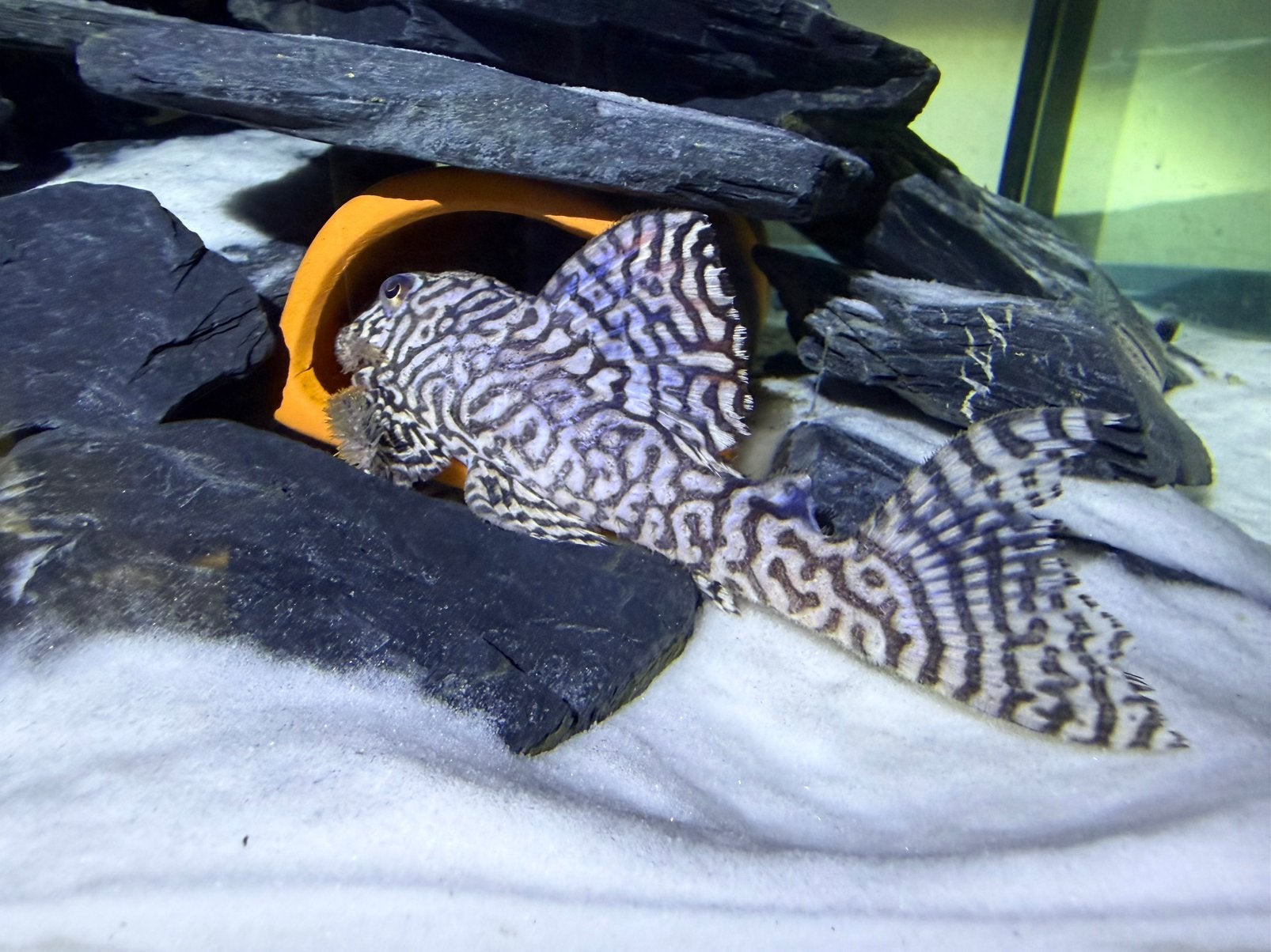 L236 SW trio, Dieren en Toebehoren, Vissen | Aquariumvissen
