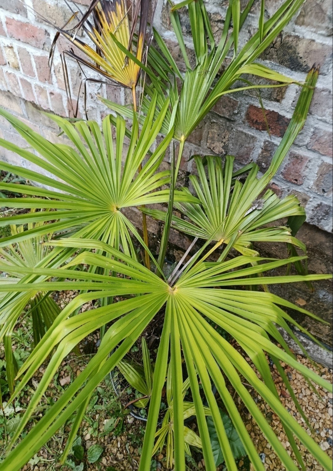 palm voor binnen of buiten, Tuin en Terras, Planten | Bomen, Ophalen, In pot, Palmboom