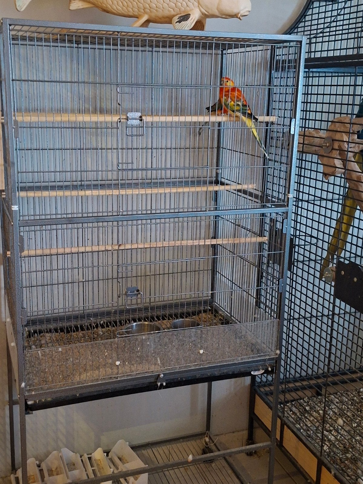 koppeltje Latino opaline  roodrug, Dieren en Toebehoren, Ophalen