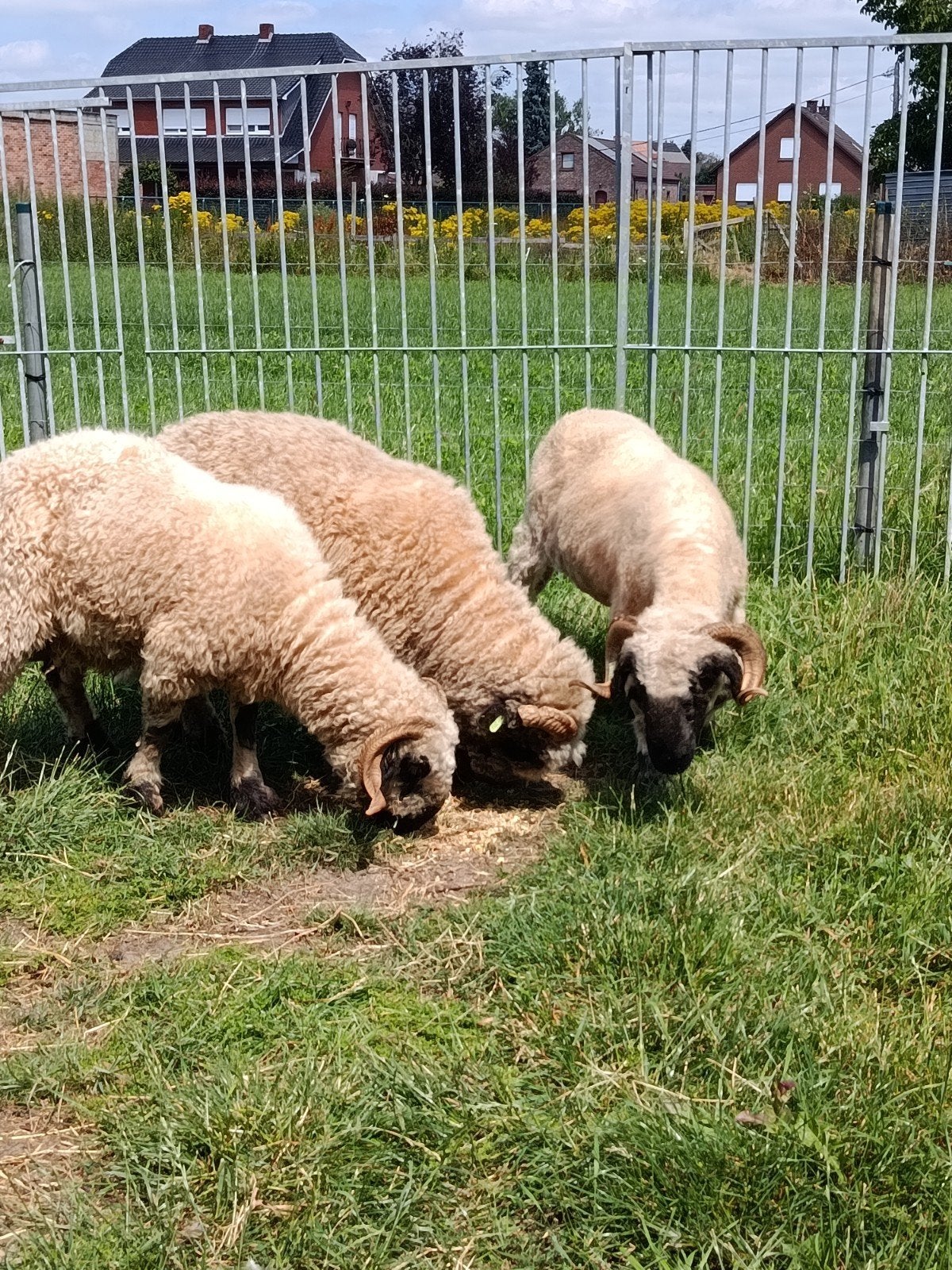 Mooie Wallisser schwarznase schapen ( trio ), Dieren en Toebehoren, Schapen, Geiten en Varkens