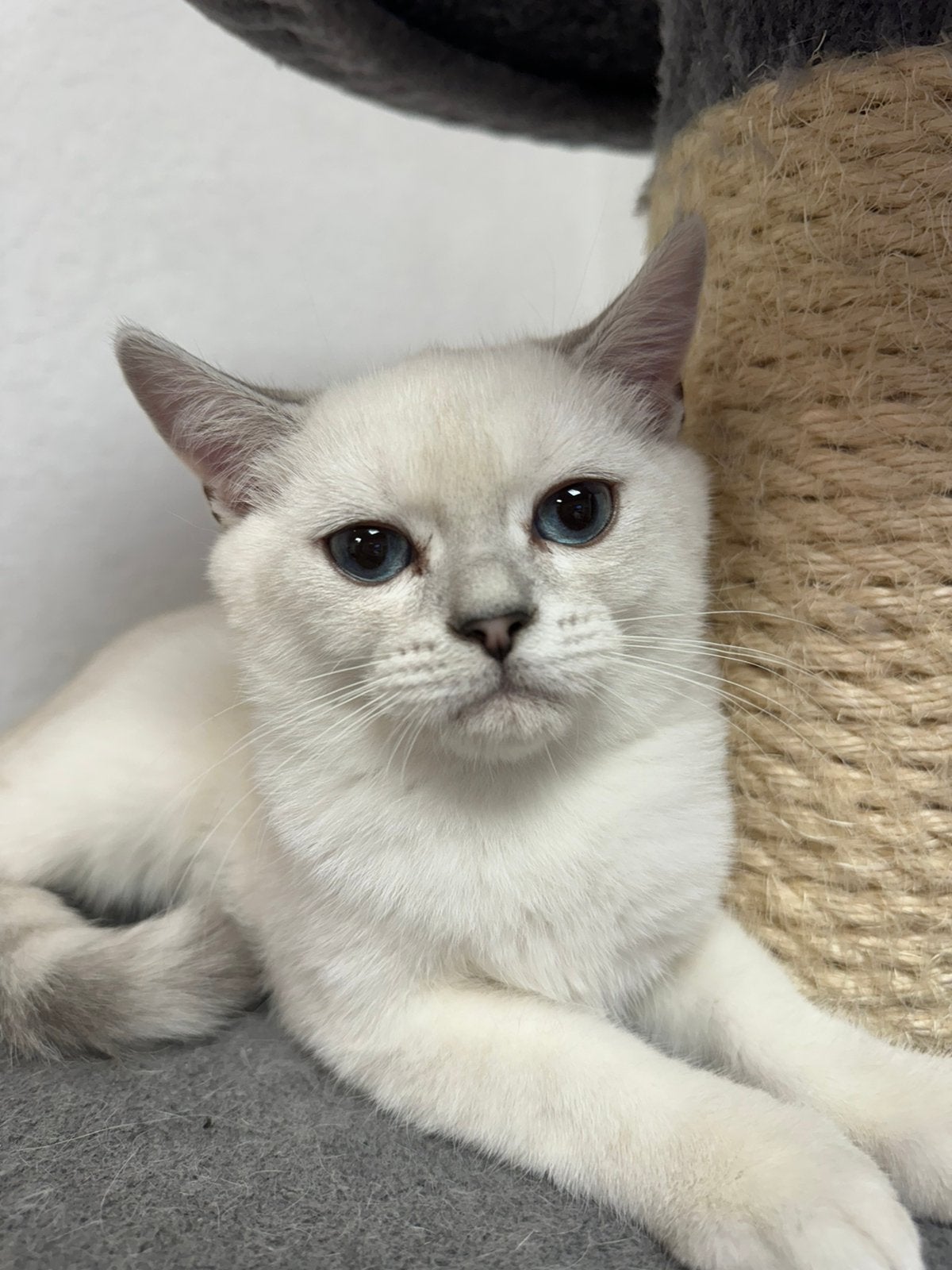 kitten Britse korthaar kater, Kater, Gechipt, 0 tot 2 jaar