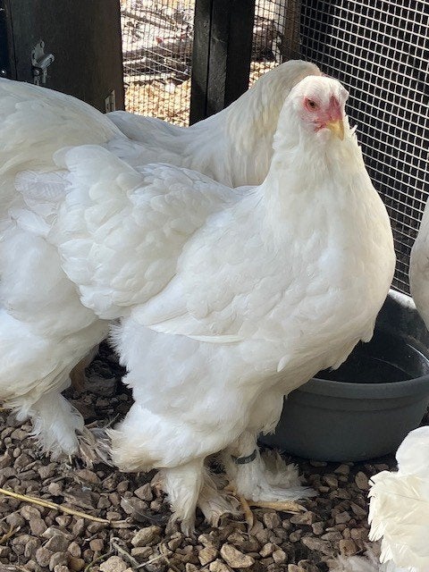 witte Groothoenders Brahma, Plusieurs animaux, Poule ou poulet