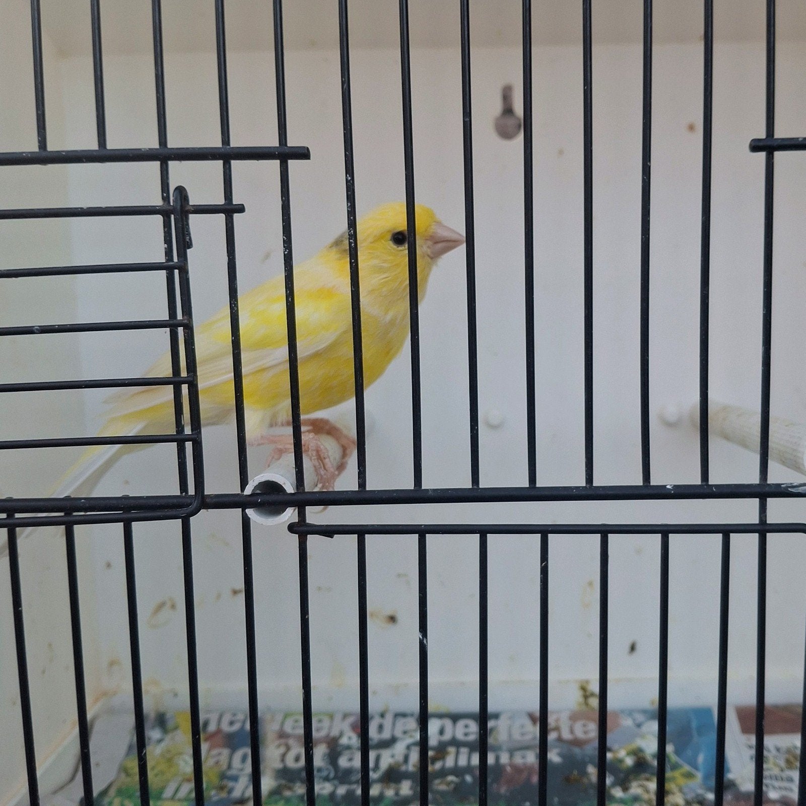 waterslager mannen en poppen ek 2026

20€/stuk
enkel per kop, Plusieurs animaux, Canari chanteur