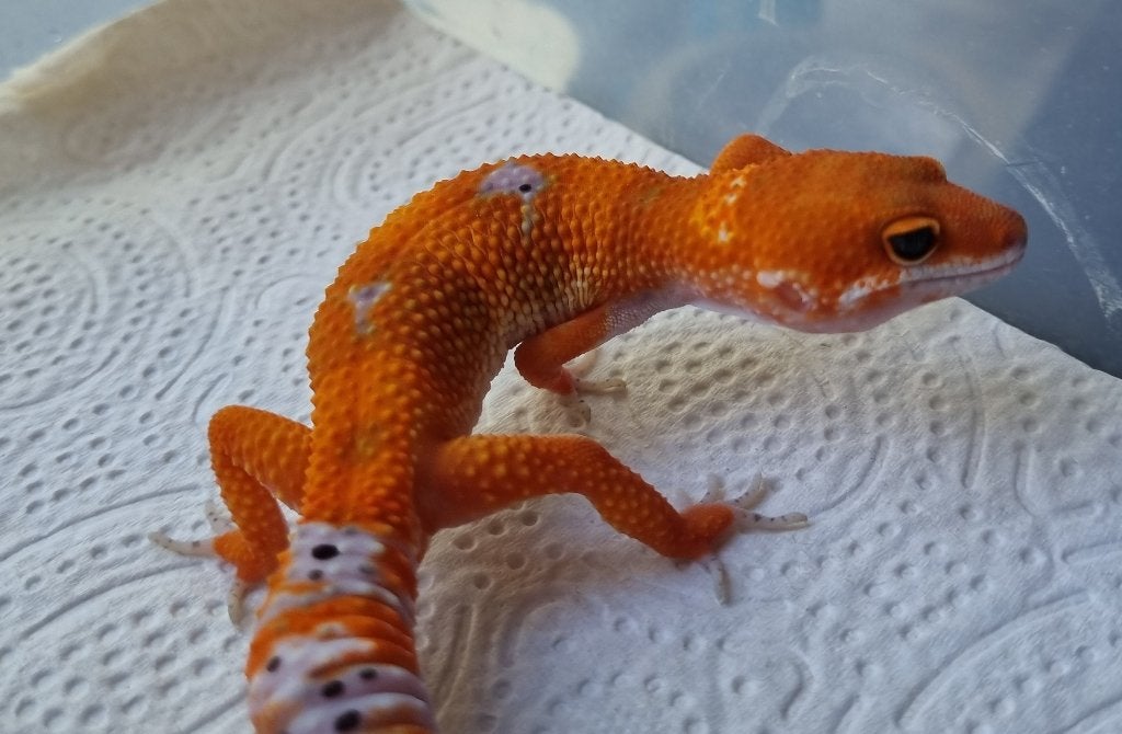 1.0 purple head x mandarin tremper luipaardgekko  pet only!, Animaux & Accessoires, Reptiles & Amphibiens