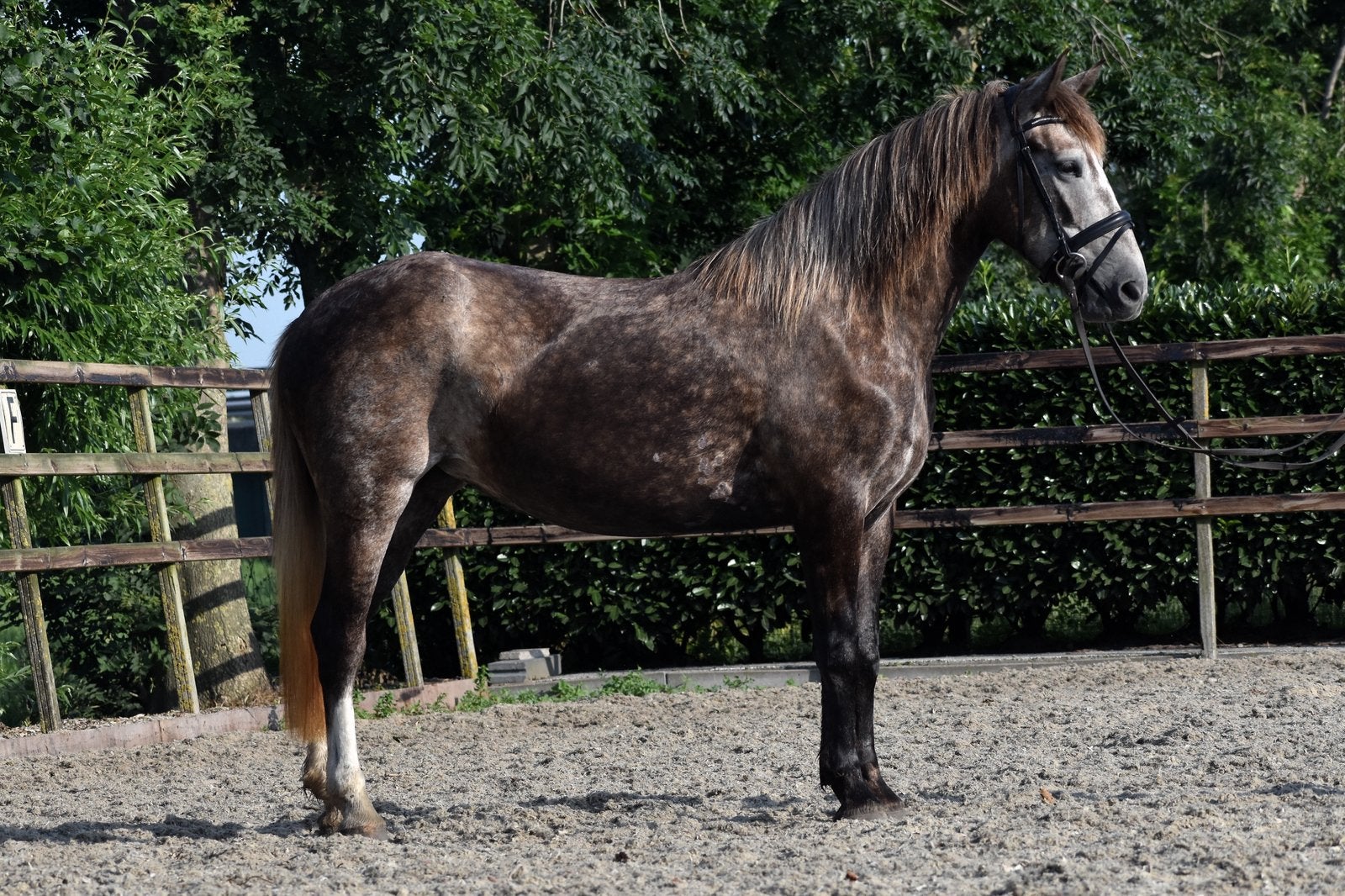 Super lieve en knappe schimmel E pony, Dieren en Toebehoren, Gechipt, Zadelmak, 3 tot 6 jaar, Recreatiepony