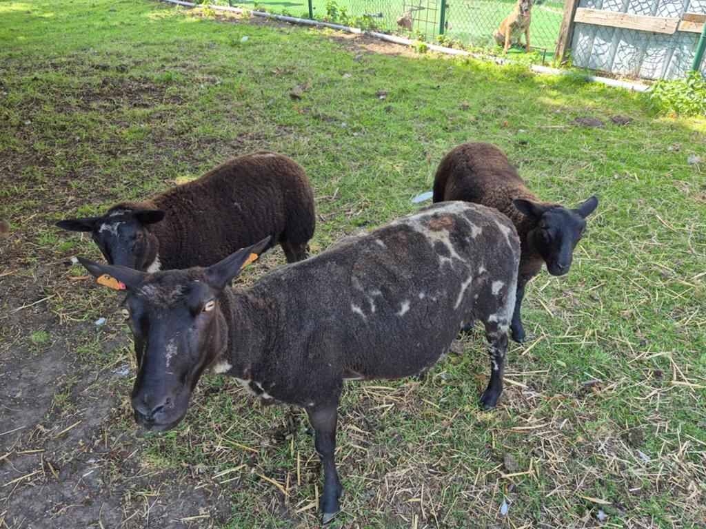 Bagger-Bonte,ooie met 2 lammer, Dieren en Toebehoren
