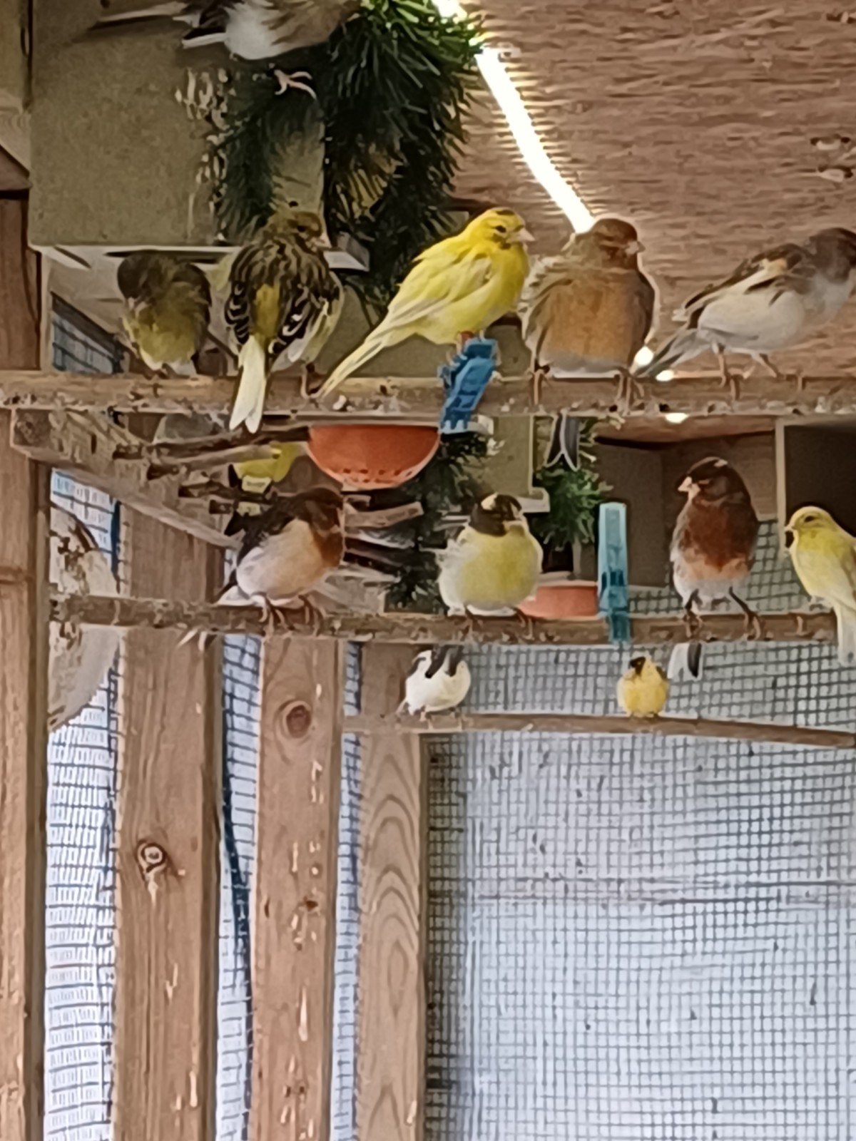lot de 20 canaris