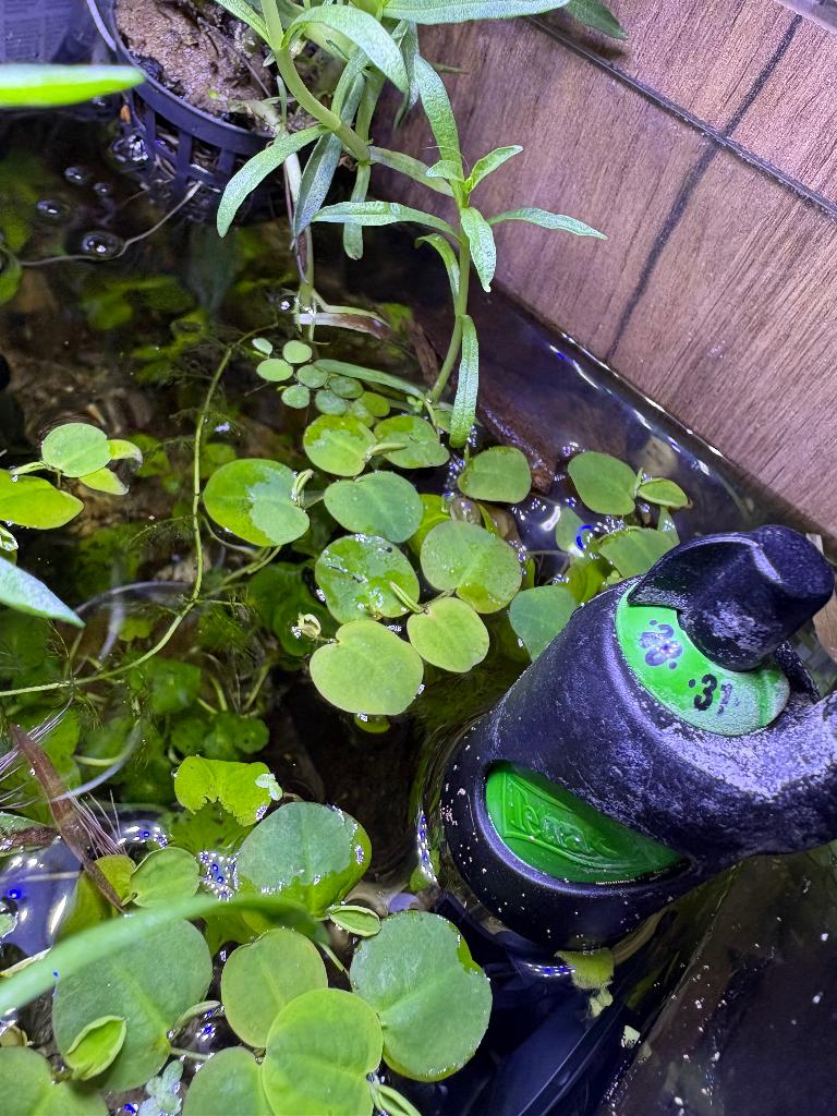 Waterplanten (potje met 4 soorten), Dieren en Toebehoren, Ophalen, Nieuw, Plant(en), Steen of Hout
